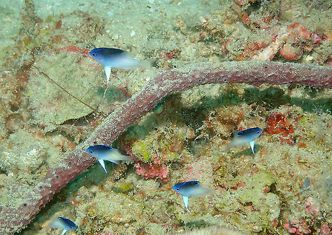 Rolland's demoiselle - Chrysiptera rollandi, juvenile  Chrysiptera rollandi,Fall,Geotagged,Indonesia,Rolland's demoiselle