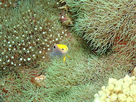 Talbot's Demoiselle - Chrysiptera talboti  Chrysiptera talboti,Fall,Geotagged,Indonesia,Talbot's Demoiselle