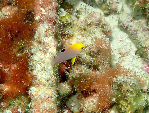 Talbot's Demoiselle - Chrysiptera talboti, juvenile  Chrysiptera talboti,Fall,Geotagged,Indonesia,Talbot's Demoiselle