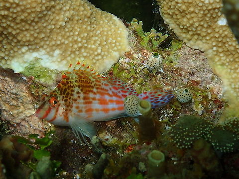 Dwarf hawkfish - Cirrhitichthys falco  Cirrhitichthys falco,Dwarf hawkfish,Fall,Geotagged,Indonesia