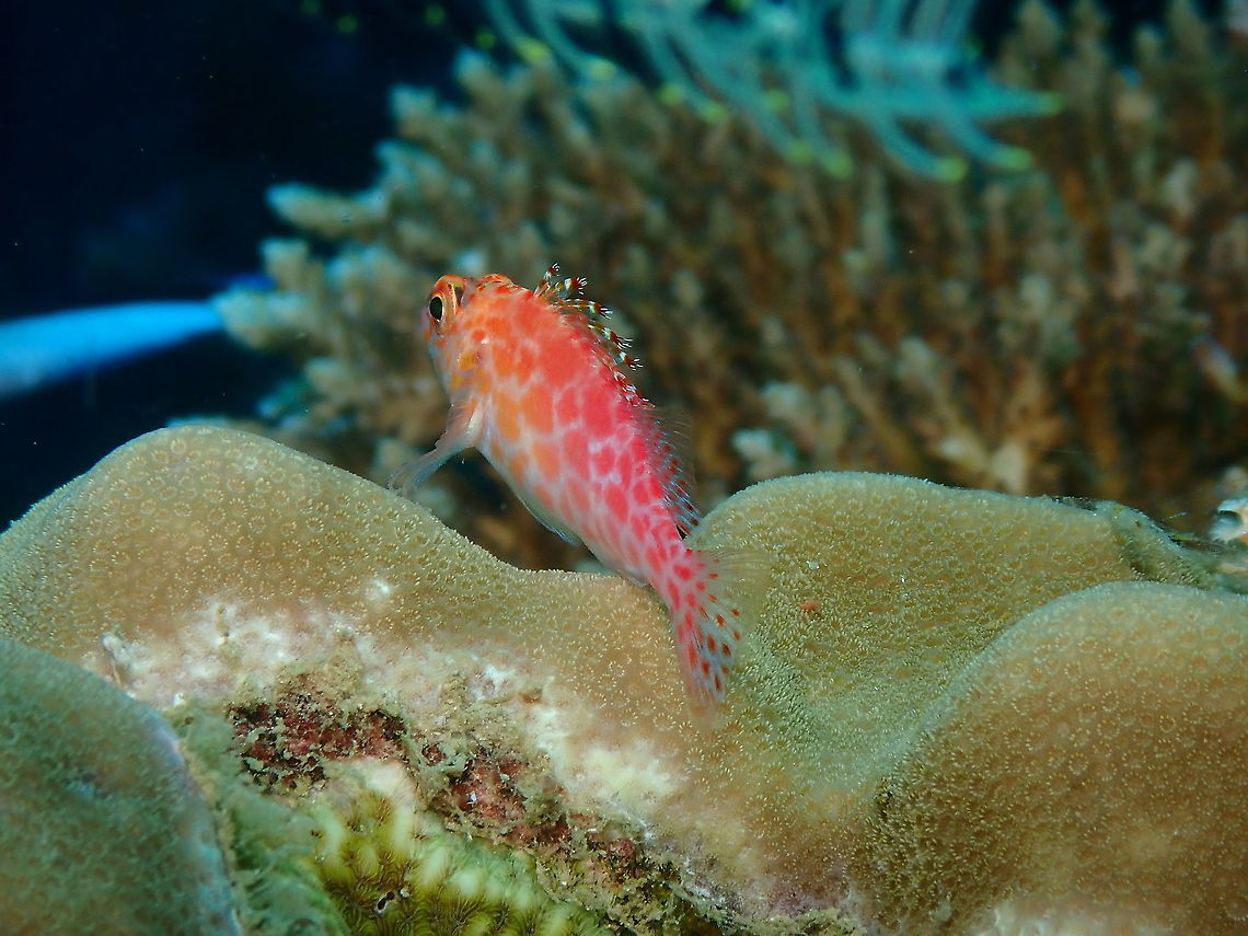 Coral hawkfish - Cirrhitichthys oxycephalus  Cirrhitichthys oxycephalus,Coral hawkfish,Fall,Geotagged,Indonesia