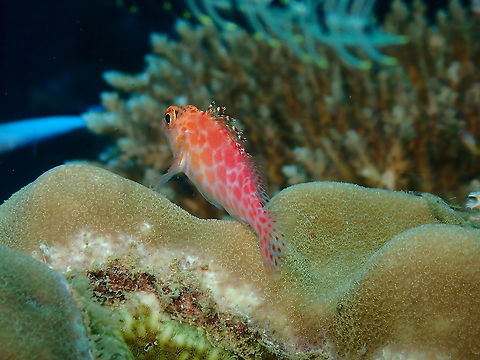 Coral hawkfish - Cirrhitichthys oxycephalus  Cirrhitichthys oxycephalus,Coral hawkfish,Fall,Geotagged,Indonesia