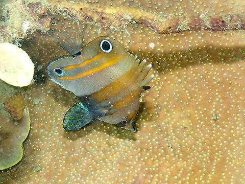 Twospot coralfish - Coradion melanopus (night coloration) Seen during a night dive. Coradion melanopus,Fall,Geotagged,Indonesia,Twospot coralfish
