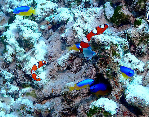 Yellowtail wrasse - Coris gaimard, juveniles It is the orange and white fishes. They are intermixed with some Yellow-vented Damsels (Pomacentrus auriventris) and a Chrysiptera possibly rollandi adult. Coris gaimard,Fall,Geotagged,Indonesia,Yellowtail wrasse