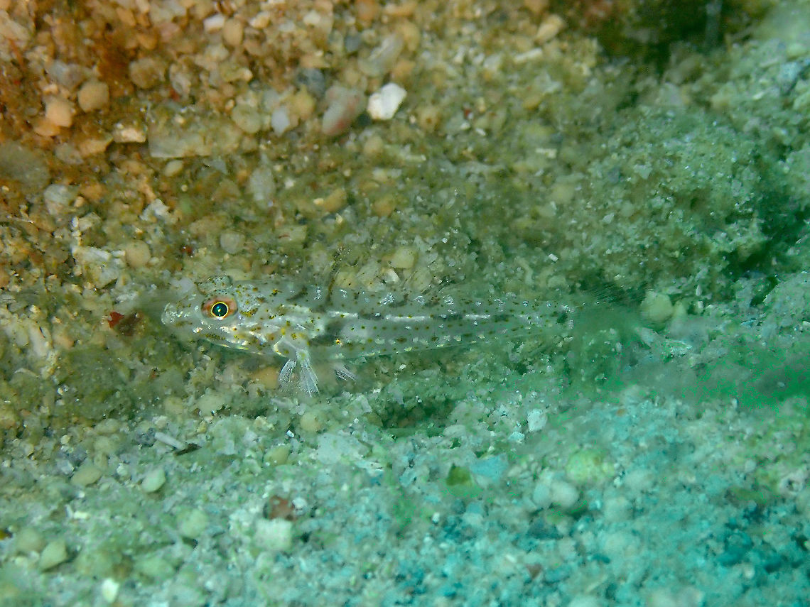 Common fusegoby - Coryphopterus neophytus  Common fusegoby,Coryphopterus neophytus,Fall,Geotagged,Indonesia