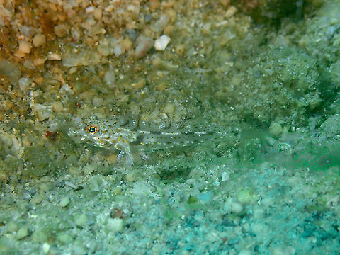 Common fusegoby - Coryphopterus neophytus  Common fusegoby,Coryphopterus neophytus,Fall,Geotagged,Indonesia