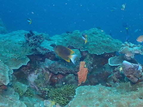 Tomini surgeonfish - Ctenochaetus tominiensis It is a very bad picture but just to document this species. It is the fish in the middle with drak olive grey color with yellow and white tail. Ctenochaetus tominiensis,Fall,Geotagged,Indonesia