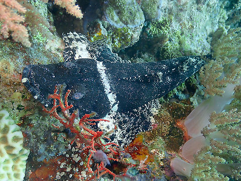 Crocodile Flathead - Cymbacephalus beauforti (dark color variant)  Crocodile Flathead,Cymbacephalus beauforti,Fall,Geotagged,Indonesia