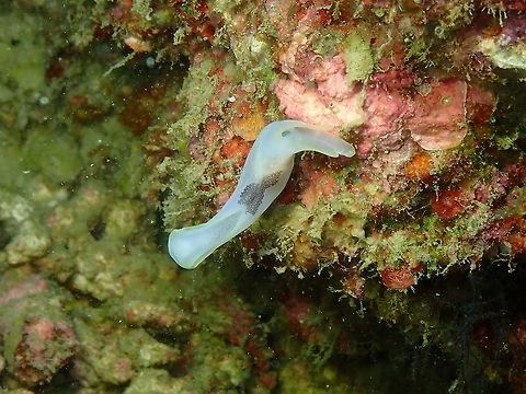 Pleasant Chelidonura - Chelidonura amoena  Chelidonura amoena,Fall,Geotagged,Indonesia,Pleasant Chelidonura