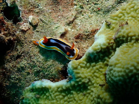 Anna's Chromodoris - Chromodoris annae This a special one, I have nver seen a C. annae with this dark coloration! Anna's Chromodoris,Chromodoris annae,Fall,Geotagged,Indonesia