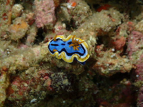 Anna's Chromodoris - Chromodoris annae A specimen with a more usual coloration. Anna's Chromodoris,Chromodoris annae,Fall,Geotagged,Indonesia