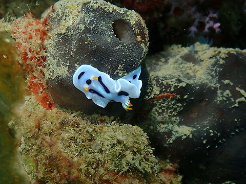 Chromodoris dianae  Chromodoris,Chromodoris dianae,Fall,Geotagged,Indonesia,nudibranch,sea slug