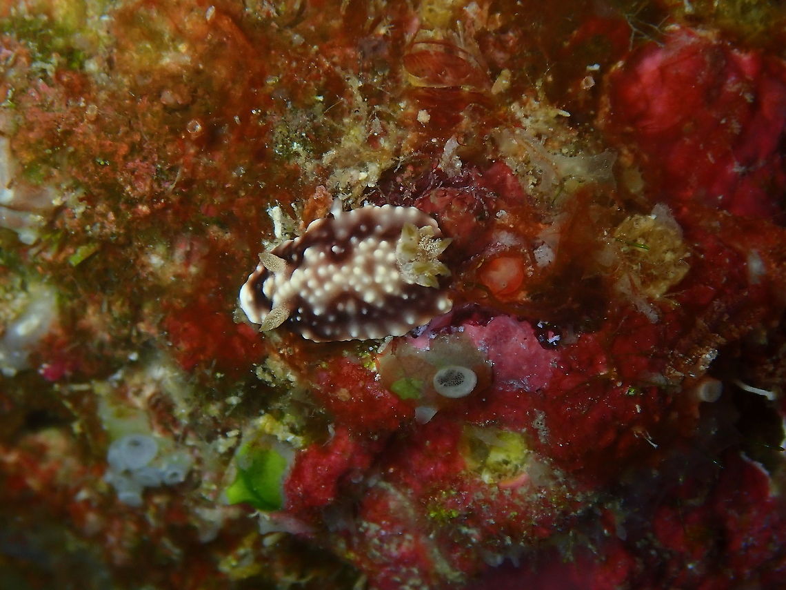Goniobranchus geometricus  Fall,Geotagged,Goniobranchus geometricus,Indonesia