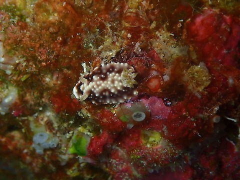 Goniobranchus geometricus  Fall,Geotagged,Goniobranchus geometricus,Indonesia