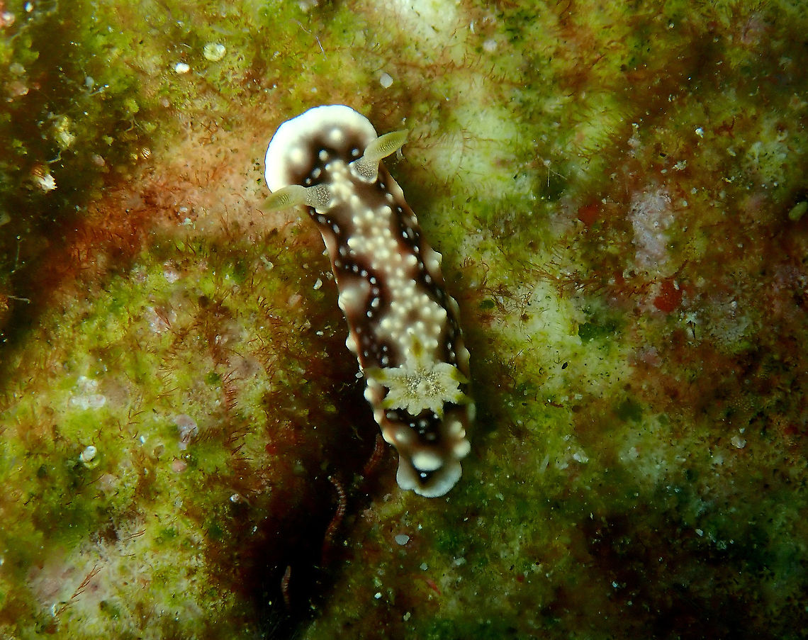 Goniobranchus geometricus  Fall,Geotagged,Goniobranchus geometricus,Indonesia