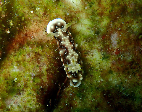 Goniobranchus geometricus  Fall,Geotagged,Goniobranchus geometricus,Indonesia