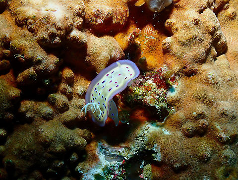 Goniobranchus kuniei  Fall,Geotagged,Goniobranchus kuniei,Indonesia