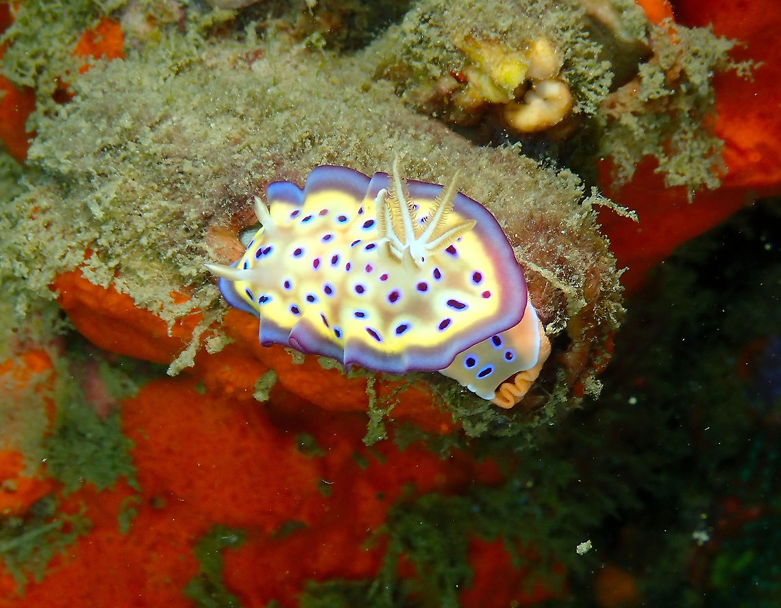 Goniobranchus kuniei laying eggs You can see the orange ribbon of eggs just being deposited at the rear end of the nudibranch. Fall,Geotagged,Goniobranchus kuniei,Indonesia