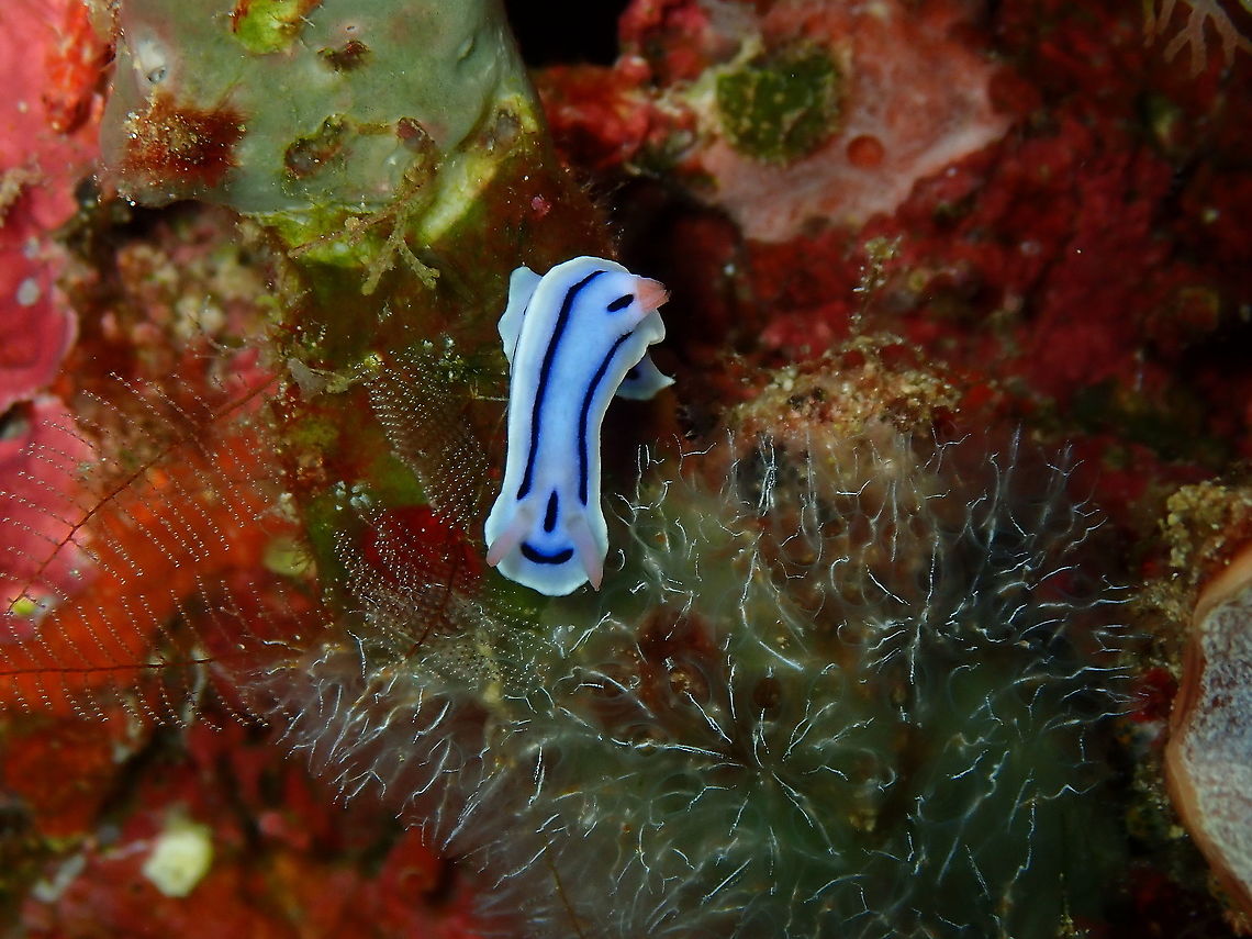 Loch's Chromodoris - Chromodoris lochi  Chromodoris lochi,Fall,Geotagged,Indonesia,Loch's Chromodoris
