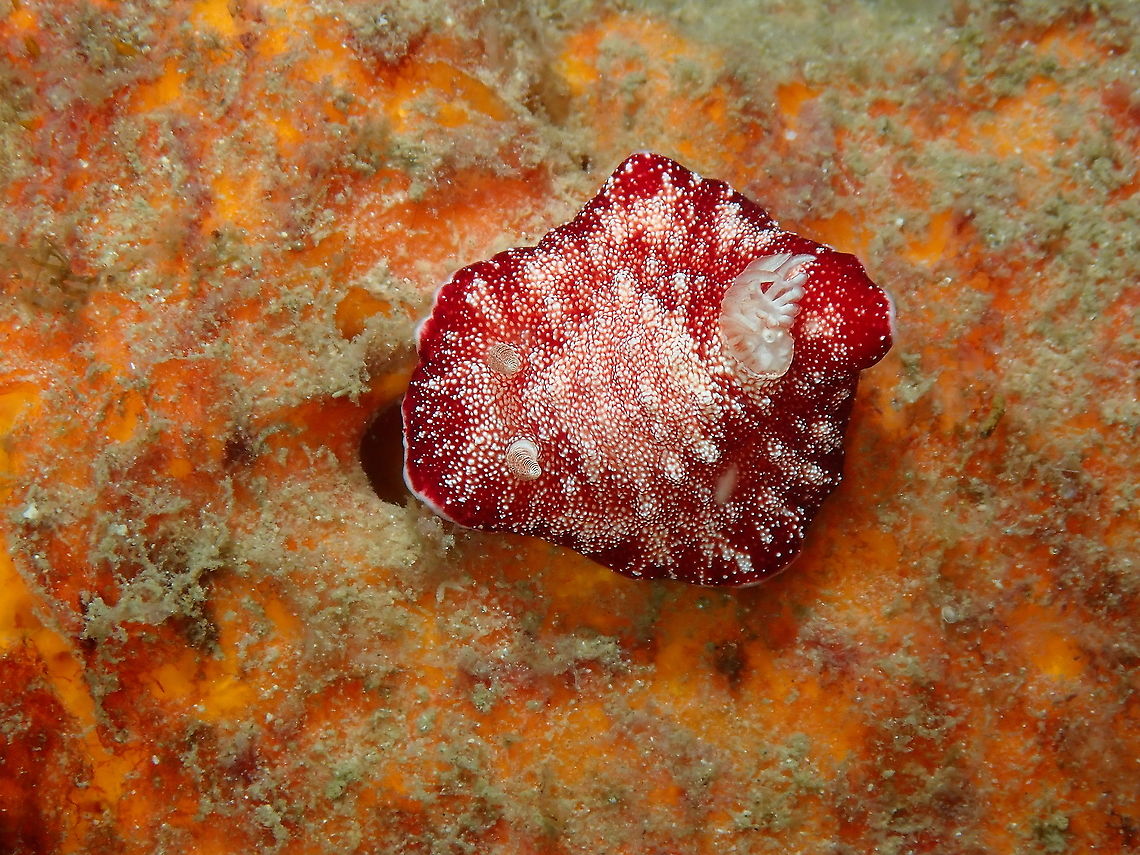 Reticulated Goniobranchus - Goniobranchus reticulatus  Fall,Geotagged,Goniobranchus reticulatus,Indonesia,Reticulated Goniobranchus