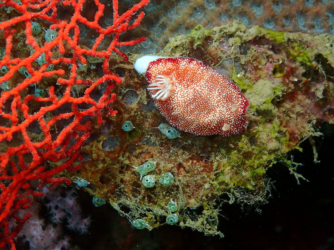 Reticulated Goniobranchus - Goniobranchus reticulatus  Fall,Geotagged,Goniobranchus reticulatus,Indonesia,Reticulated Goniobranchus