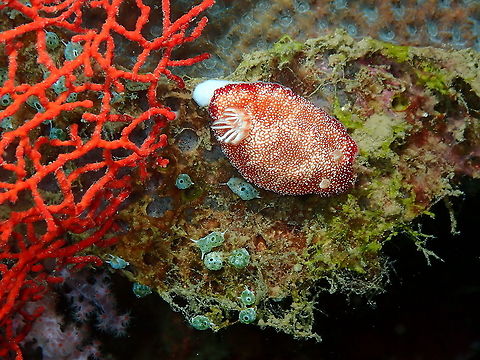 Reticulated Goniobranchus - Goniobranchus reticulatus  Fall,Geotagged,Goniobranchus reticulatus,Indonesia,Reticulated Goniobranchus