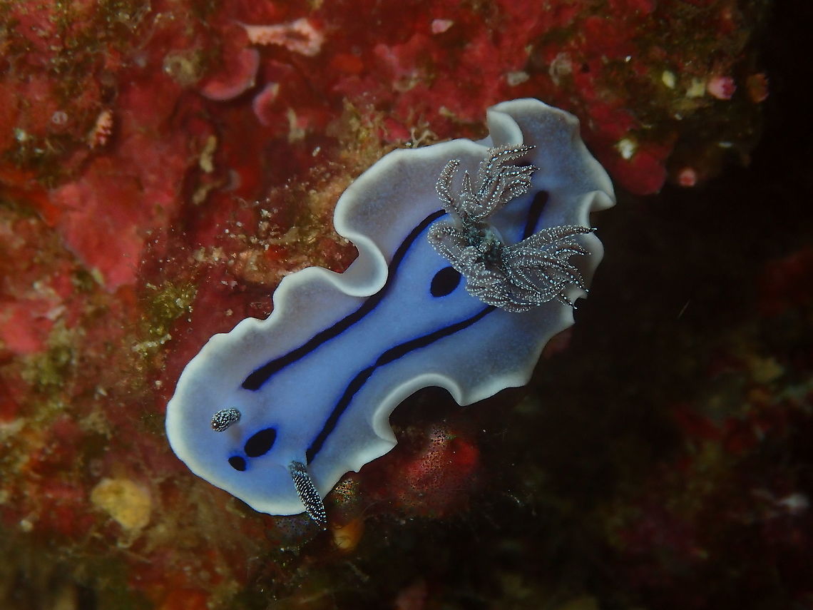 Chromodoris willani  Chromodoris willani,Fall,Geotagged,Indonesia