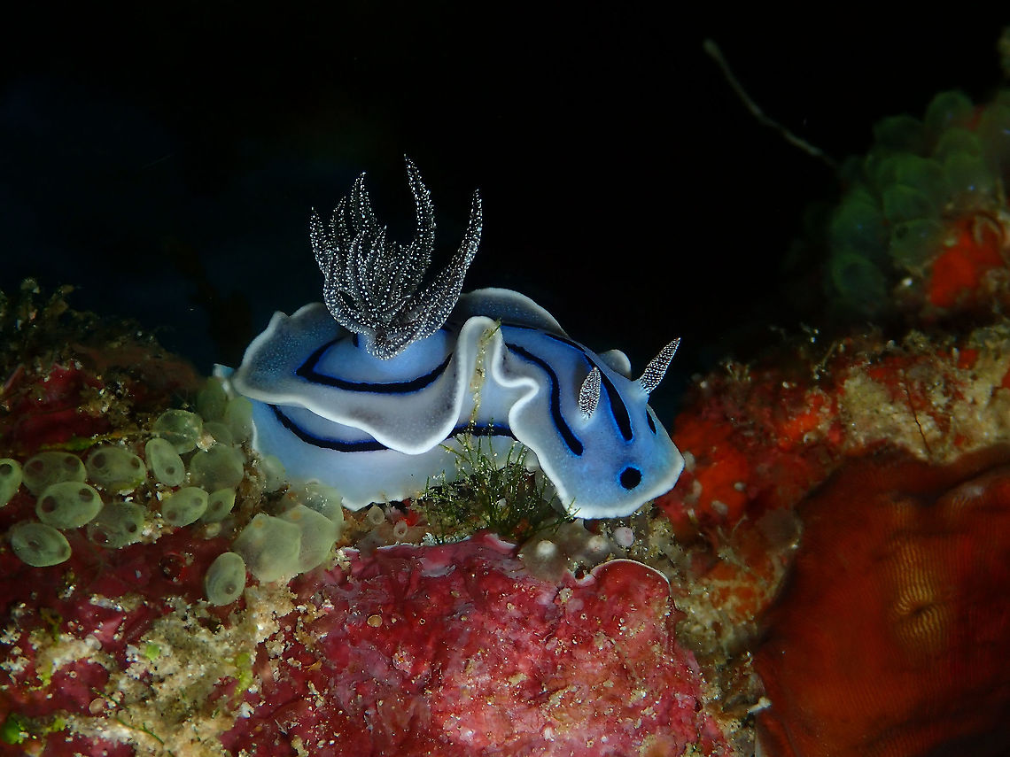 Chromodoris willani  Chromodoris willani,Fall,Geotagged,Indonesia