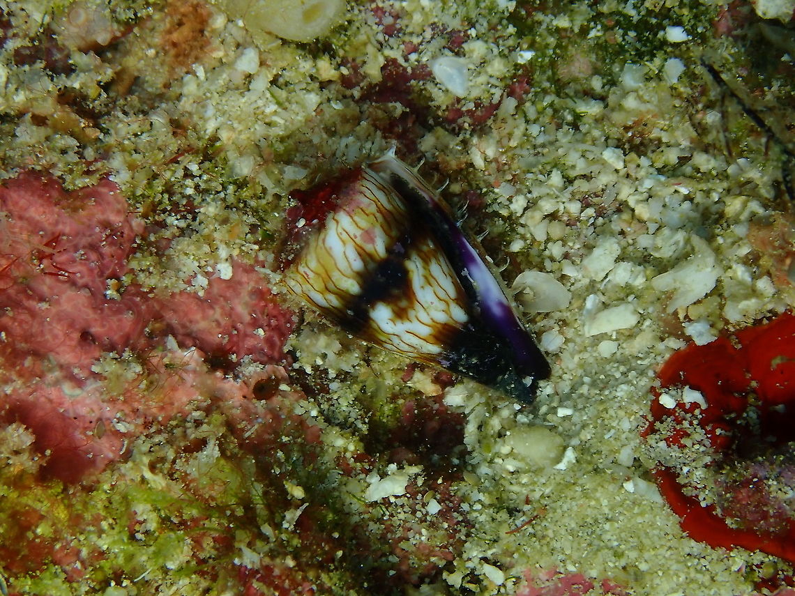 Soldier Cone - Conus miles  Conus miles,Fall,Geotagged,Indonesia