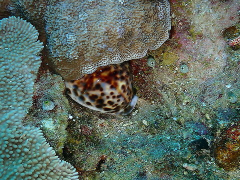 Tiger cowrie - Cypraea tigris  Cypraea tigris,Fall,Geotagged,Indonesia,Tiger cowrie