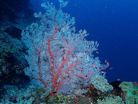Knotted fan coral - Melithaea ochracea  Fall,Geotagged,Indonesia,Knotted fan coral,Melithaea ochracea