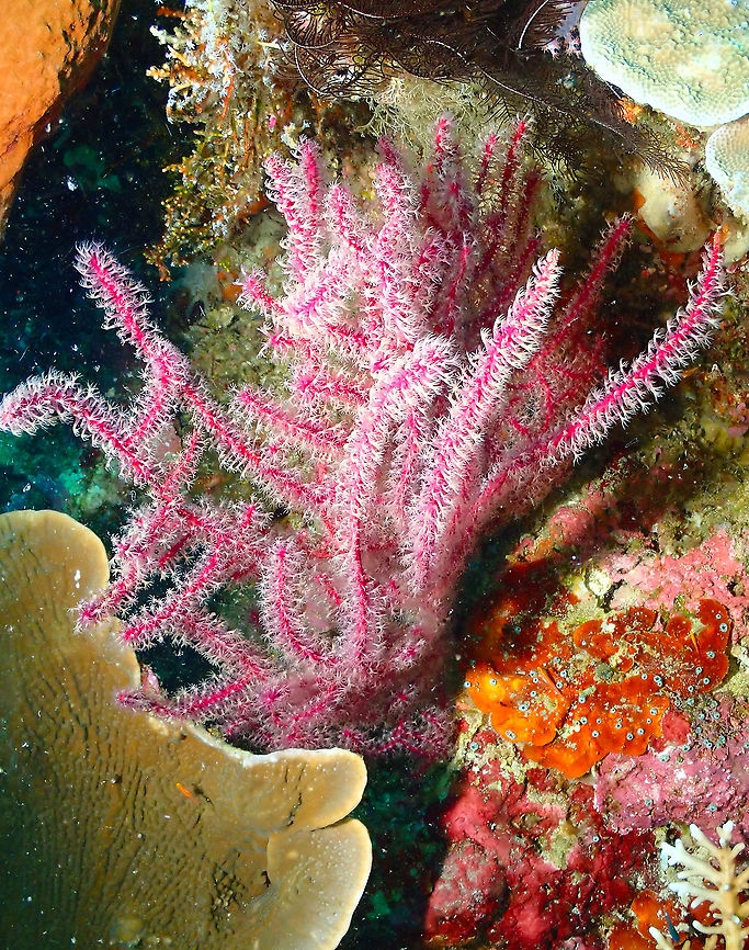 Gorgonian Lapidogorgia cimenia  Fall,Geotagged,Gorgonian Lapidogorgia cimenia,Indonesia,Lapidogorgia cimenia