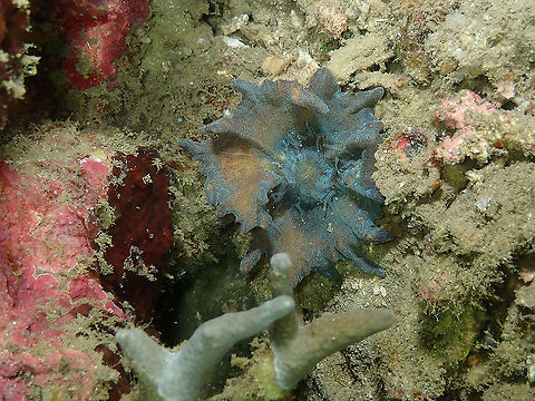 Stony Coral Pectinia paeonia  Fall,Geotagged,Indonesia,Pectinia paeonia,Stony Coral Pectinia paeonia