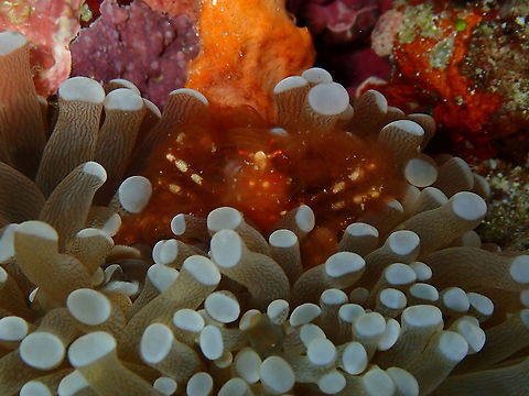 Orang-utan crab - Achaeus japonicus Just too cute not to be shared! Achaeus japonicus,Fall,Geotagged,Indonesia,Orang-utan crab