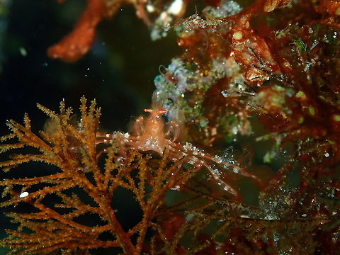 Orang-utan crab - Achaeus japonicus A bit less fluffy and in a different environment. Achaeus japonicus,Fall,Geotagged,Indonesia,Orang-utan crab