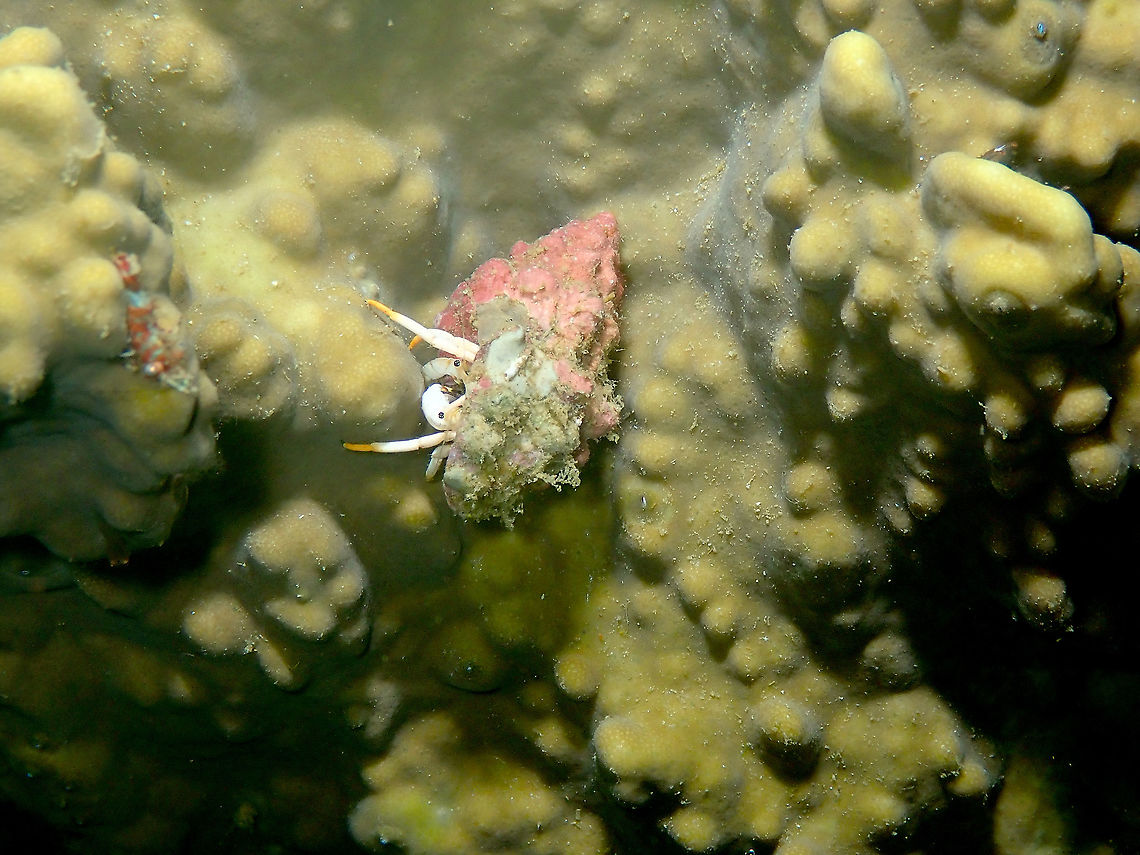 Small White Hermit Crab - Calcinus minutus  Calcinus minutus,Fall,Geotagged,Indonesia,Small White Hermit Crab