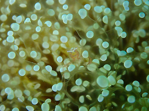 Cuapetes sp. One of these still unnamed species... Cuapetes,Fall,Geotagged,Halmahera,Indonesia,shrimp