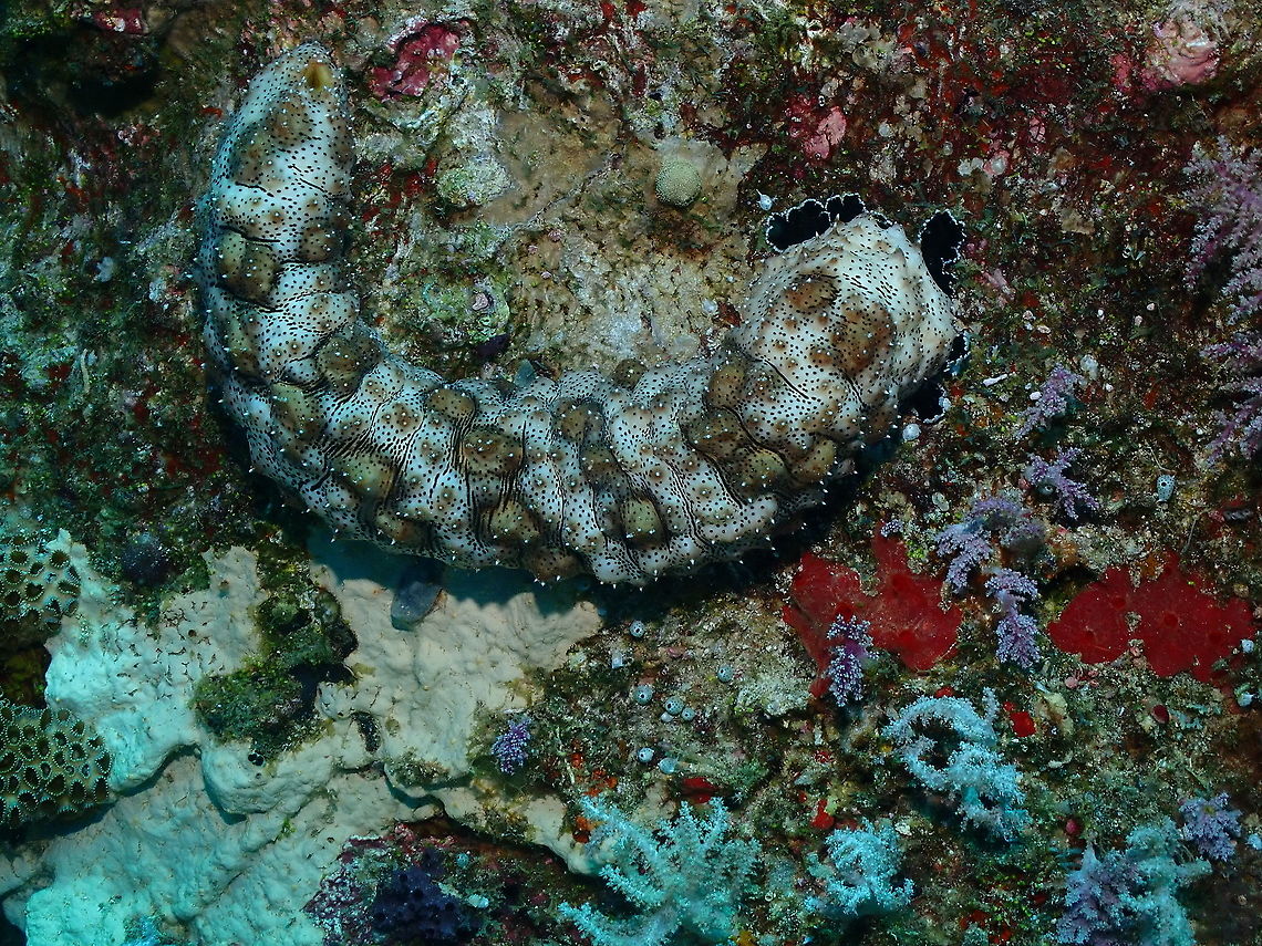 Pearsonothuria graeffei  Fall,Geotagged,Indonesia,Pearsonothuria graeffei