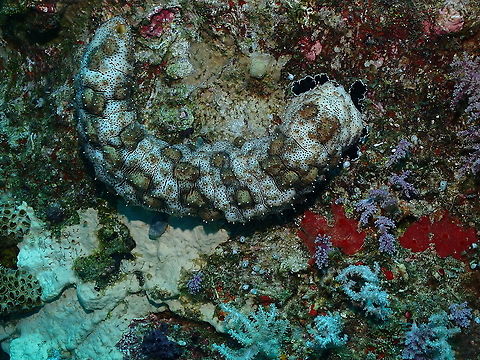 Pearsonothuria graeffei  Fall,Geotagged,Indonesia,Pearsonothuria graeffei