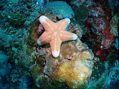 Granulated sea star - Choriaster granulatus  Choriaster granulatus,Fall,Geotagged,Granulated sea star,Indonesia