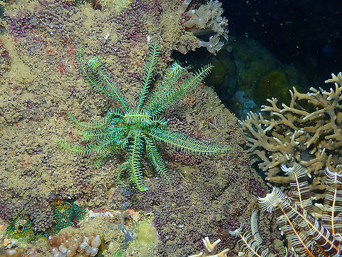 Clarkcomanthus mirus - tentative ID  Clarkcomanthus mirus,Crinoid Clarkcomanthus mirus,Fall,Geotagged,Indonesia