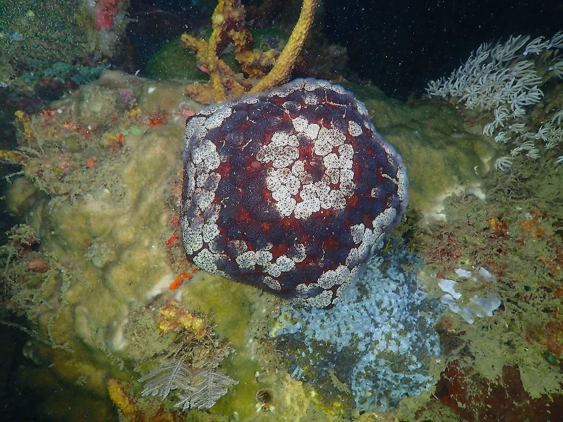 Pin-cushion Sea Star - Culcita novaeguineae Another color for the collection :-) Culcita novaeguineae,Fall,Geotagged,Indonesia,Pin-cushion Sea Star