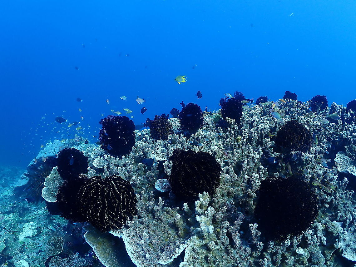 Underwater Wigs - Comaster sp crinoids That is why I see so many bald divers..they left their wigs in this coral reef! :-) Comaster,Crinoid,Echinoderm,Fall,Feather Star,Geotagged,Indonesia
