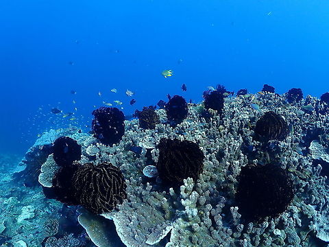 Underwater Wigs - Comaster sp crinoids That is why I see so many bald divers..they left their wigs in this coral reef! :-) Comaster,Crinoid,Echinoderm,Fall,Feather Star,Geotagged,Indonesia