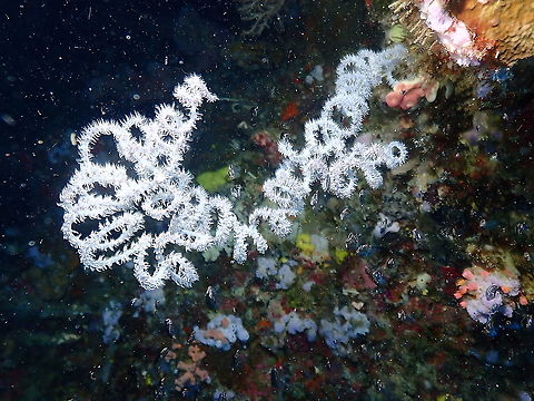Wire Coral - Cirrhipathes spiralis  Cirrhipathes spiralis,Fall,Geotagged,Indonesia,Wire Coral