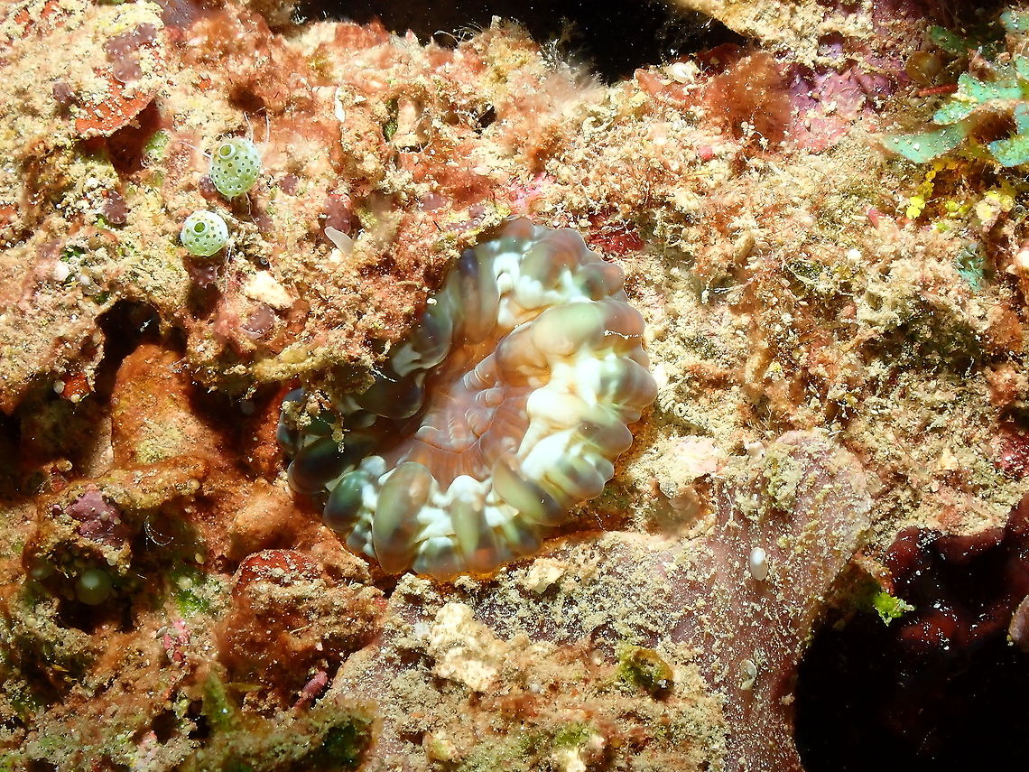 Flat cup coral - Cynarina lacrymalis  Cynarina lacrymalis,Fall,Flat cup coral,Geotagged,Indonesia