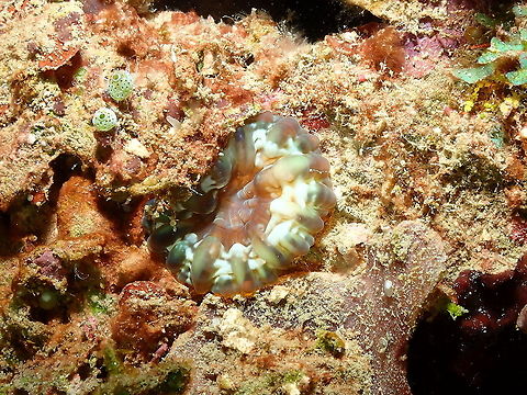 Flat cup coral - Cynarina lacrymalis  Cynarina lacrymalis,Fall,Flat cup coral,Geotagged,Indonesia