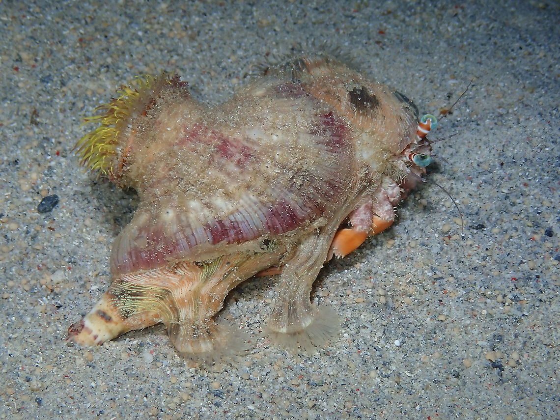 Calliactis polypus in Dardanus pedunculatus Can hardly see one without the other! :-) Calliactis polypus,Fall,Geotagged,Indonesia