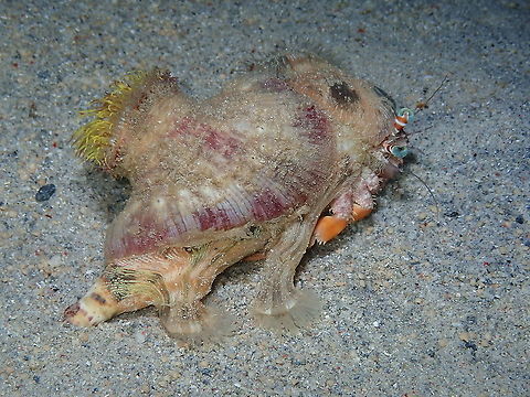 Calliactis polypus in Dardanus pedunculatus Can hardly see one without the other! :-) Calliactis polypus,Fall,Geotagged,Indonesia