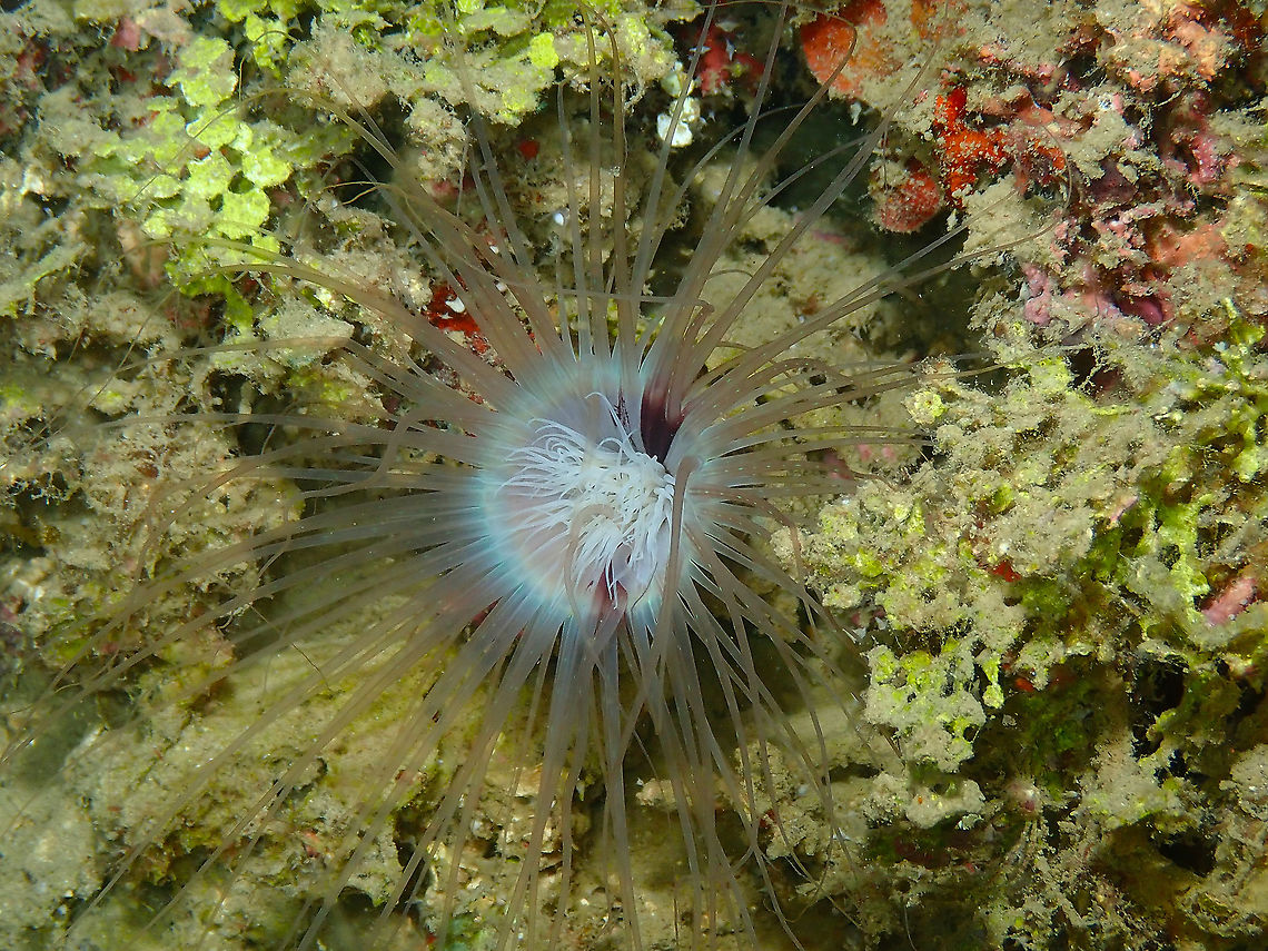 Tube Anemone - Cerianthus sp  Cerianthus,Cnidaria,Fall,Geotagged,Indonesia,anemone,tube anemone